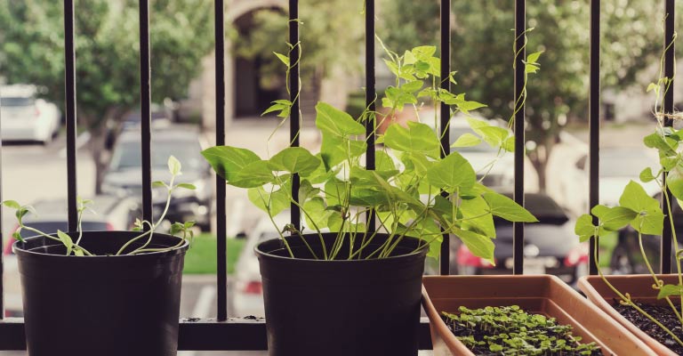 tips for growing vegetables indoors