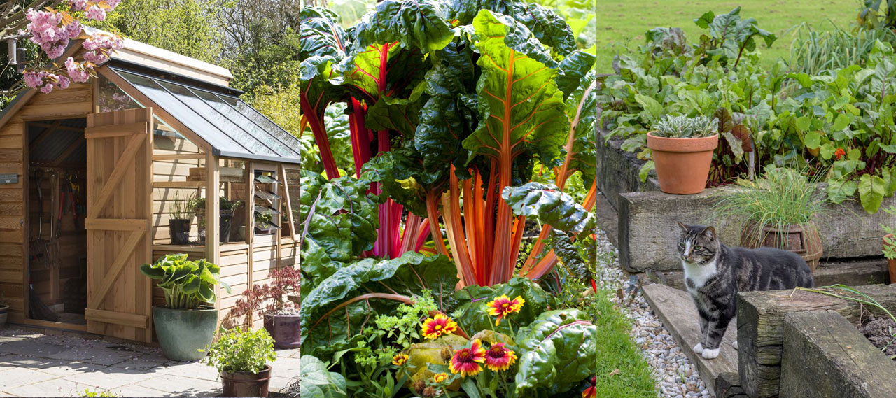 home gardening ideas for beginners