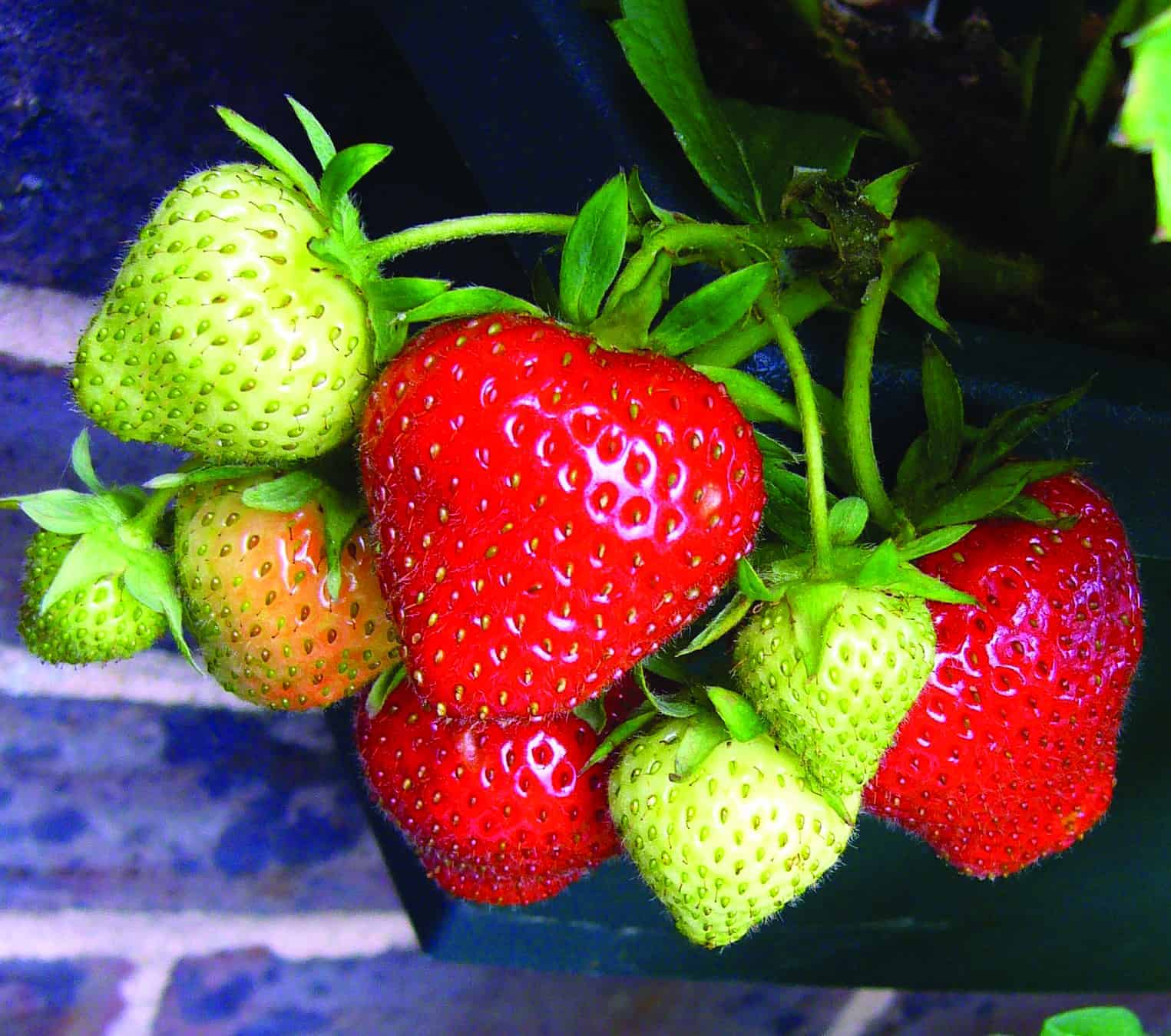 strawberry pots planting tips