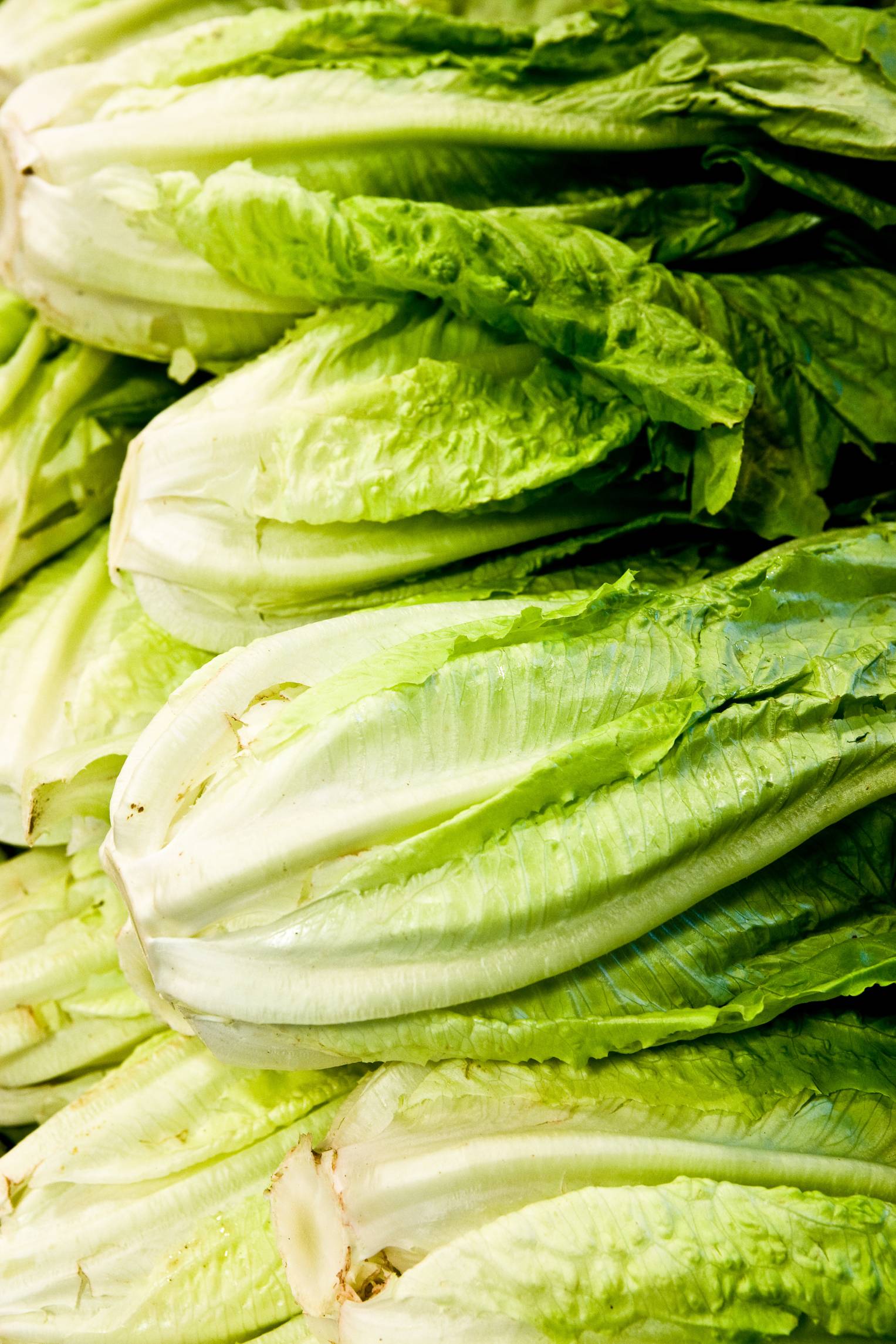 tips for growing romaine lettuce