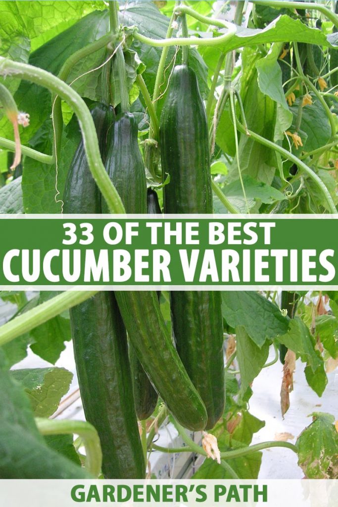 ashley cucumber growing tips