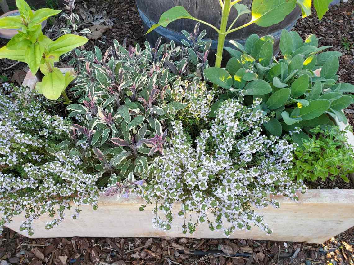 tips for growing thyme from seed