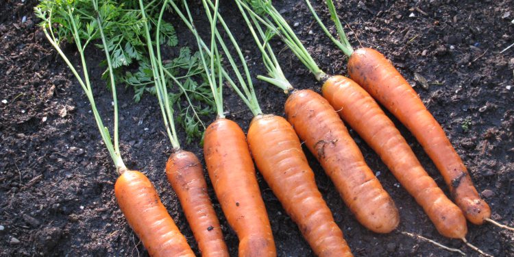 carrots gardening tips