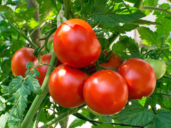 beefsteak tomato growing tips