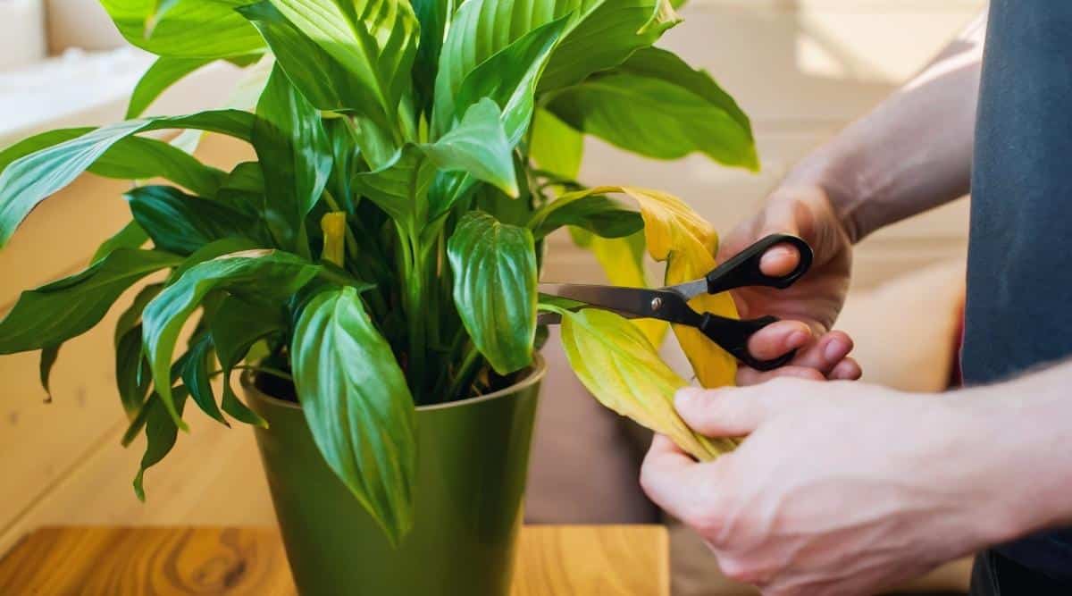tips of peace lily turning yellow and brown