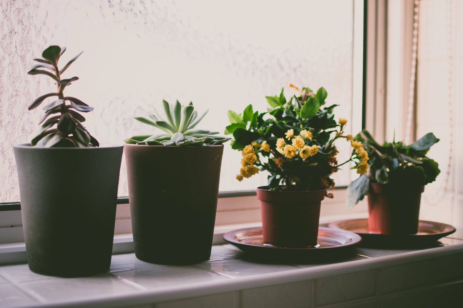 gardening tips for indoor plants