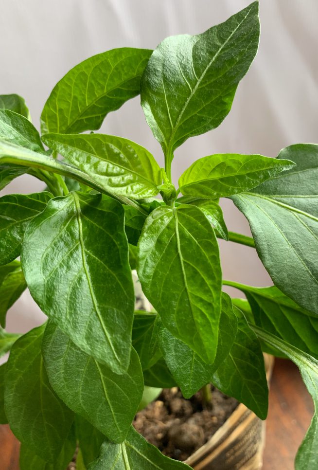 pepper growing tips and tricks