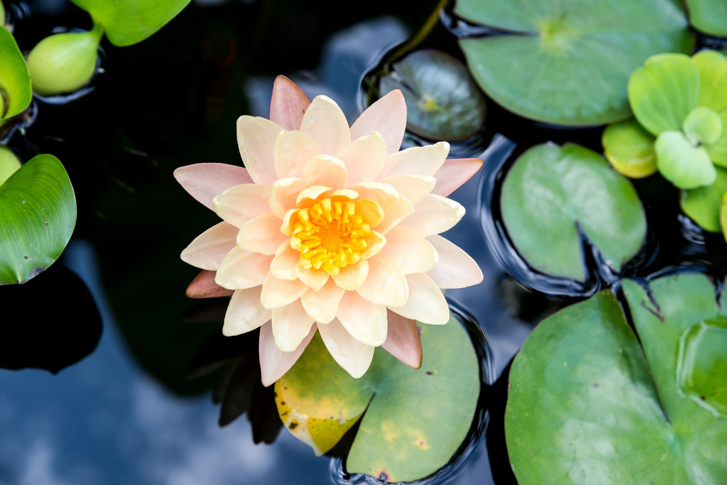 water lily growing tips