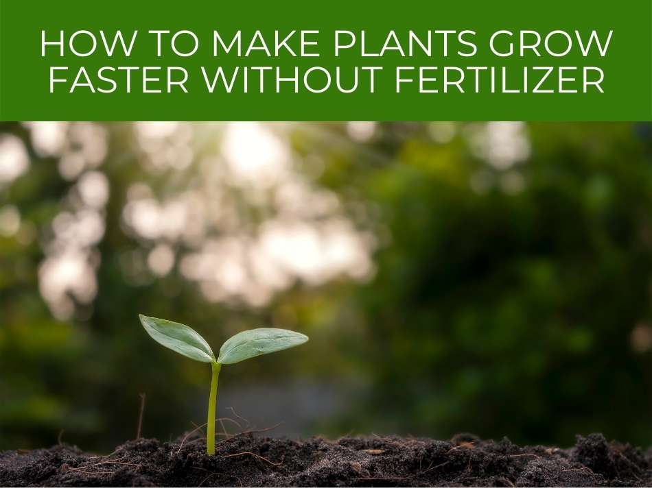 tips to make plants grow faster