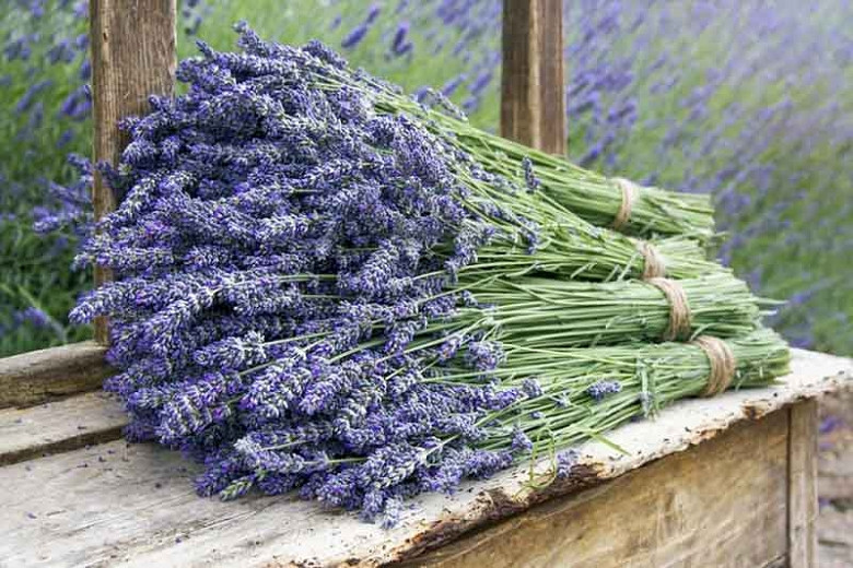 english lavender growing tips