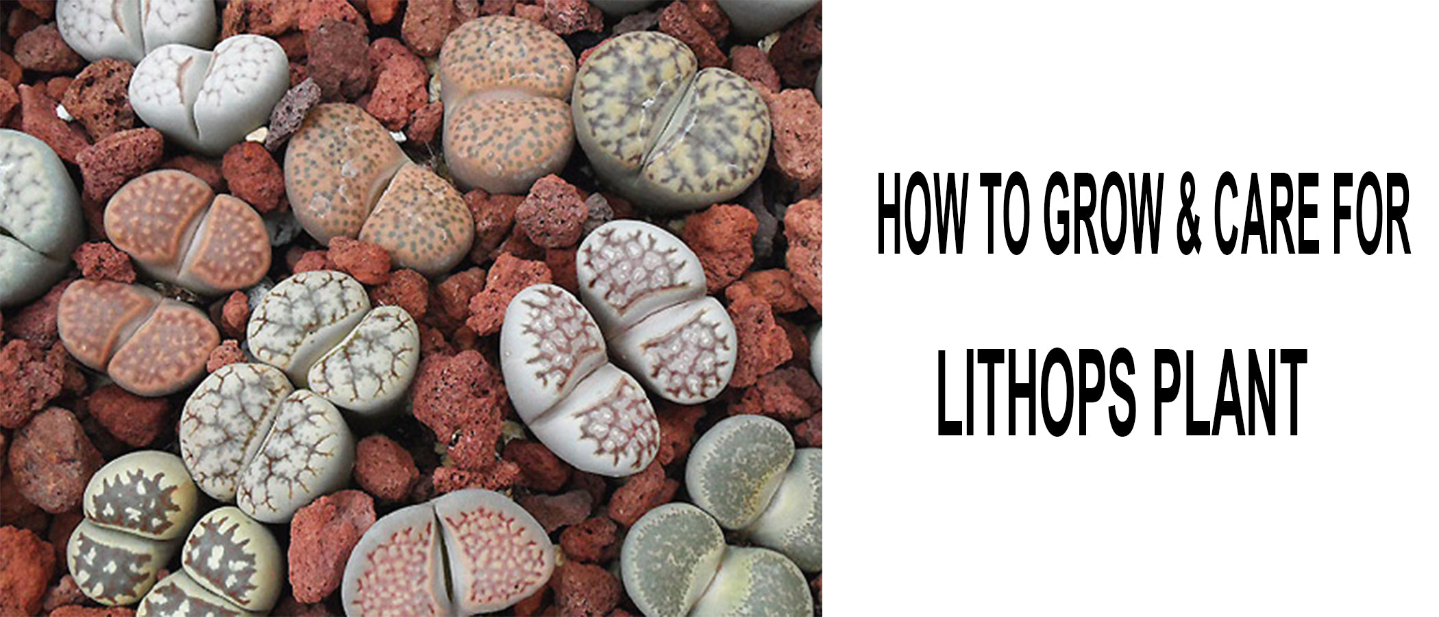 care tips for lithops