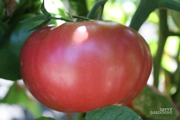 tomato growth tips