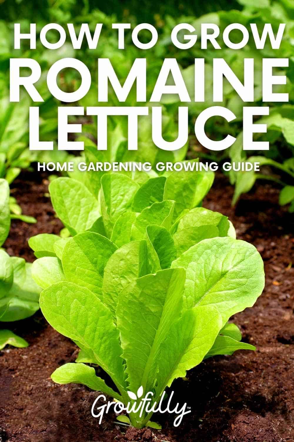 tips on growing romaine lettuce