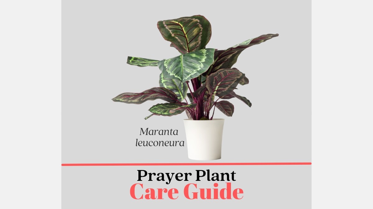 prayer plants care tips