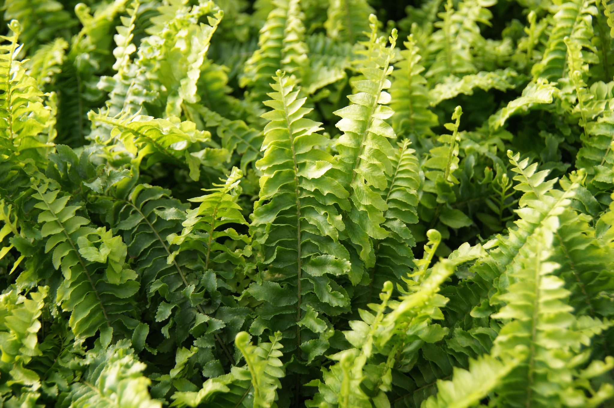 tips for growing ferns outdoors