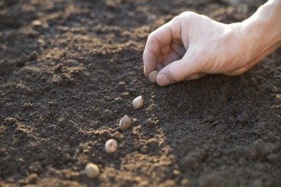 tips for sowing seeds