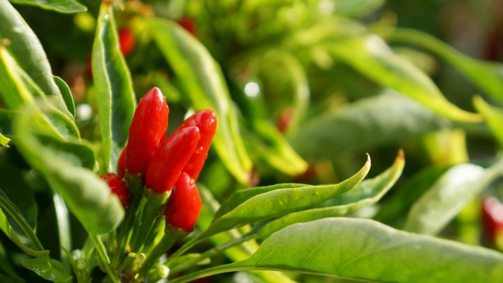 Green Chilli Gardening Tips